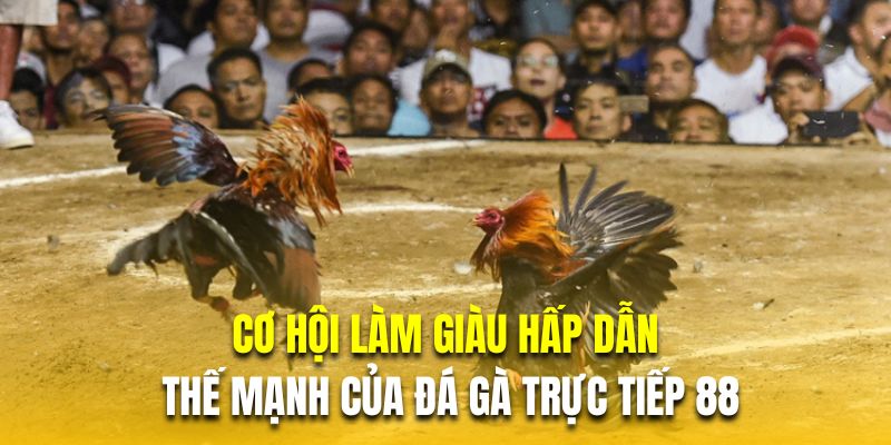 Cơ hội làm giàu hấp dẫn là thế mạnh của đá gà trực tiếp 88 Cơ hội làm giàu hấp dẫn là thế mạnh của đá gà trực tiếp 88